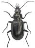 Agonum hypocrita
